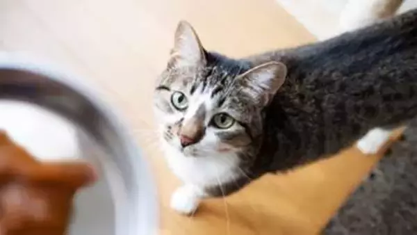 あなたの“猫ごはん係”の熟練度はどのくらい？おいしく食べてもらうために猛者がやっている創意工夫を紹介します