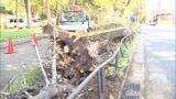 「砧公園でまた倒木　3月から5本目　当時は最大瞬間風速18.9メートルの強風注意報　東京・世田谷区」の画像1
