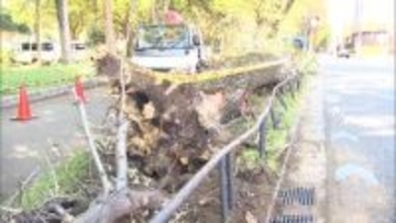 砧公園でまた倒木　3月から5本目　当時は最大瞬間風速18.9メートルの強風注意報　東京・世田谷区