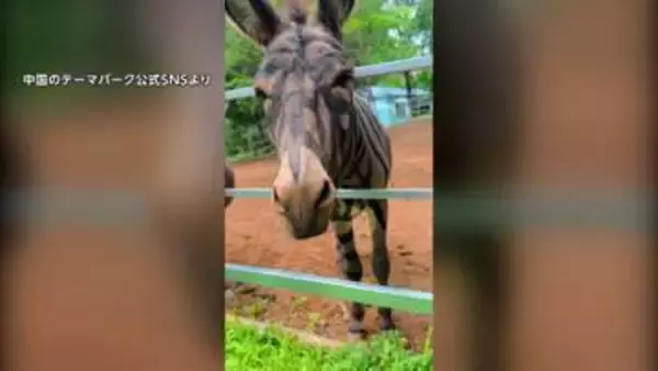 “新種のシマウマ”は染められたロバ…中国・山東省の遊園地が投稿した動画が物議　取材に「ちょっとした冗談」