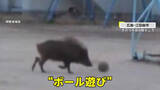 「イノシシが小学校校庭でボール遊び？鼻で"ドリブル"も　けが人なし　「雨が降った後よく出没」　広島・江田島市」の画像1