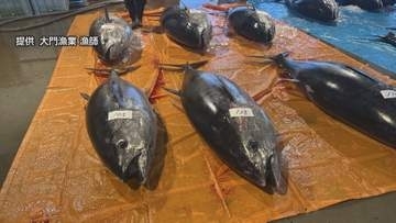 「黒いダイヤ」が今は「石ころ」に　急増するクロマグロと漁獲枠上限の壁　マグロを網から放流するとほかの魚がすべて逃げたことも