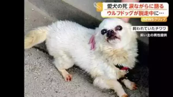 「形が残っとらん」愛犬・チワワの無残な姿に飼い主が涙　“直前”に隣の市でウルフドッグが脱走　佐賀市