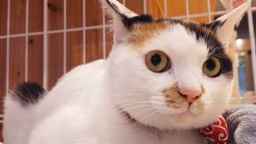 窮地の銭湯に“福”を招いた番台猫　「この子がいるから頑張れる」大病の女将を支えた一匹の保護猫