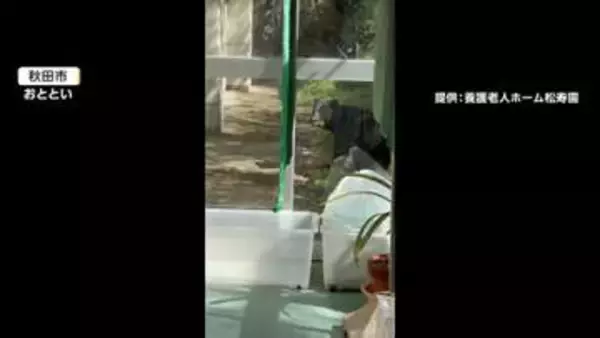 各地で“春グマ”出没　高齢者施設のガラスの先に、自宅の前に…秋田県での目撃300件超
