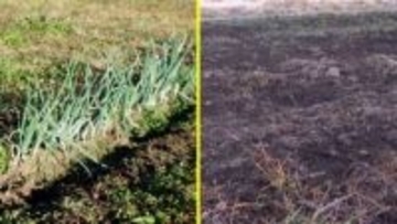 「ネギ泥棒にやられたんだ」小学生たちが大切に育てた“ネギ”収穫直前に100本姿消す…収穫祭イベントも断念　学校は被害届提出　長野・松本市