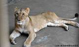 「ライオン3頭が相次ぎ死ぬ　猛暑影響か　16頭のうち10頭が次々と体調不良に　クーラーなど増設も　東京・多摩動物公園」の画像1