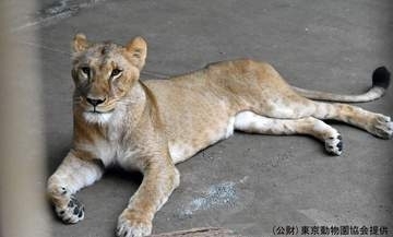 ライオン3頭が死ぬ　猛暑の影響か　18頭のうち10頭が次々と体調不良に　クーラーなど増設も　多摩動物公園（東京）