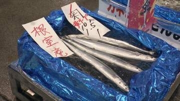 北海道でサンマ競り1キロ2万5000円　札幌の鮮魚店では一匹4000円で販売