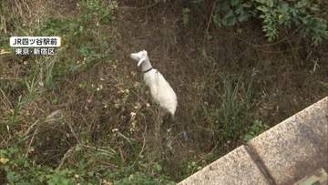 「かわいくて癒やされる」なぜ都心にヤギが？　雑草を食べてもらうため12月まで“勤務中”　東京・四ツ谷駅前