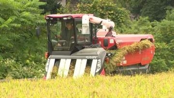 【新米】北海道で収穫始まる―店頭価格は5キロ3300円で去年より2割以上安く―肥料や機械など経費は上昇 コメ増産で農地を拡大した農家は悲鳴「小さい農家は確実に赤字に」