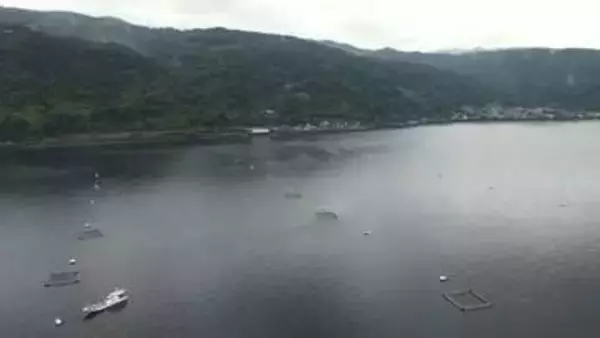 台風明けに赤潮が急発生、養殖ブリ２万３千匹に被害　錦江湾・垂水市