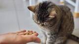 「決まったフードしか食べない猫に困惑…猫が食わず嫌いになる理由。解決は困難？猫にも“食育”が大切だった！」の画像1