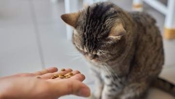 決まったフードしか食べない猫に困惑…猫が食わず嫌いになる理由。解決は困難？猫にも“食育”が大切だった！