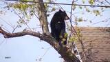 「人とクマ、揺らぐ境界線　欧米でもクマ出没増加　理念としての「共生」と「現実の安全確保」に隔たり」の画像1