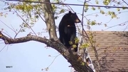 人とクマ、揺らぐ境界線　欧米でもクマ出没増加　理念としての「共生」と「現実の安全確保」に隔たり