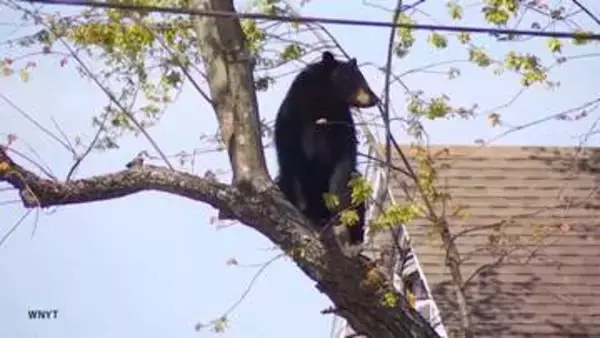 人とクマ、揺らぐ境界線　欧米でもクマ出没増加　理念としての「共生」と「現実の安全確保」に隔たり