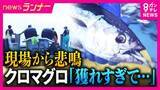 「高級魚“クロマグロ”が豊漁で“厄介者”に　一方で和歌山県沖ではカツオが大不漁　瀬戸内海では“南の海の魚”が「去年の10倍以上」に増加　その背景は」の画像1