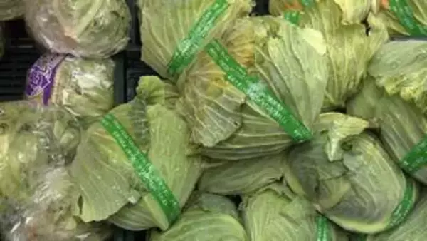 「キャベツ卸値去年の半額　旬の春野菜がお買い得　野菜のプロ「さらに安くなる」　今の“推し野菜”は「タケノコ」」の画像