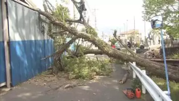 東京や千葉で倒木相次ぐ　20メートルのクヌギが根元から折れる　強風影響か　千葉市で最大瞬間風速21.2メートル観測