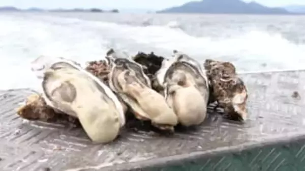 「まさかここまでとは」養殖カキ9割死滅！生き残ったカキも商品にならず…生産者への支援募る動きも　岡山・瀬戸内市