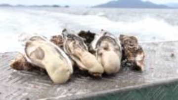 「まさかここまでとは」養殖カキ9割死滅！生き残ったカキも商品にならず…生産者への支援募る動きも　岡山・瀬戸内市