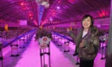 夜のイチゴ狩りで幻想的な体験を！「ナイトイチゴ狩り」が人気　5種類の食べ比べも　富山・小矢部市