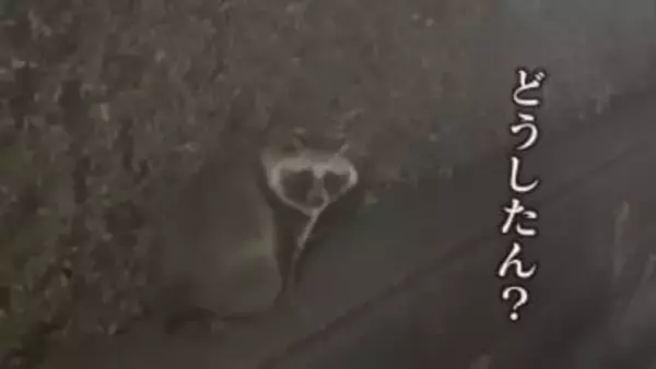 ホークス本拠地へ『全進』 “ペイペイドーム”にタヌキ出没 エサ不足で市街地に？【福岡発】