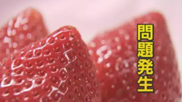 存在しない『栃木県産あまおう』名乗り“Ⅹ”に投稿 個人情報を騙し取る狙いか ブランドイチゴ巡り騒動 “美味しい話”にご用心 【福岡発】