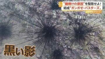 「獲っても身が入っていない」甘く濃厚な「うに」がピンチ　“ガンガゼバスターズ”海藻再生へ年間86万個駆除　佐賀