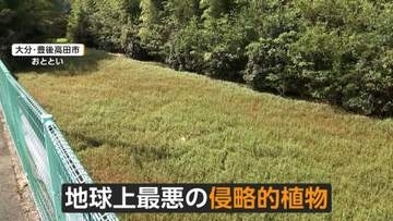 地球上最悪の侵略的植物「ナガエツルノゲイトウ」　驚異の繁殖力「駆除しても…すぐに元通り」農作物への被害懸念