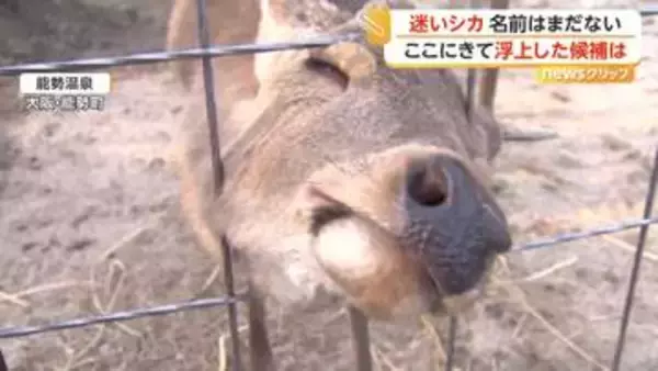 「大阪の“迷いシカ”が新天地・能勢温泉で元気な姿　人の姿に駆け寄る様子も　名前候補に市長案「シカやん」も」の画像