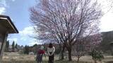 「「必ず春は来る」　大雨被害からの復活を見守る希望の桜　秋田・仙北市西木町上桧木内『なか志ま旅館』女将が迎える特別な春」の画像1
