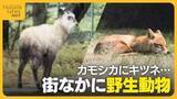 「銀行に“カモシカ”侵入 “キツネ”は県庁でお昼寝！？街なかに“野生動物”出没　専門家が注意呼びかけ「かわいくても近づかない」」の画像1