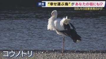 「ここまで増えるとは」絶滅危惧種「コウノトリ」が兵庫県南部で多数目撃の情報　その姿を求め現地調査　兵庫北部・豊岡で地道に続く繁殖活動から“復活”に繋がる
