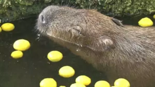 目を閉じてうっとり…カピバラがゆず湯を堪能　雌の「あじさい」7歳がお散歩をはさんで2時間の“長湯”