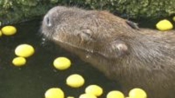 目を閉じてうっとり…カピバラがゆず湯を堪能　雌の「あじさい」7歳がお散歩をはさんで2時間の“長湯”