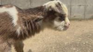 富山・氷見市のヤギ牧場でかわいすぎる赤ちゃん7頭誕生　「抱っこできるのは今の時期だけ」 総勢39頭の大所帯に