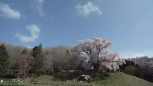 《ふくしま桜紀行2026》古殿町・越代の桜　アマチュアカメラマンも魅了する一本桜の横綱