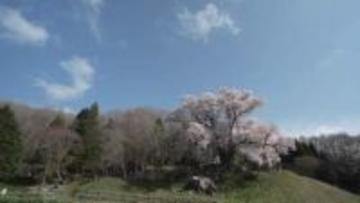 《ふくしま桜紀行2026》古殿町・越代の桜　アマチュアカメラマンも魅了する一本桜の横綱