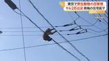 「犬が吠えても動じず…サル2匹が電線を“お散歩”　港区でハクビシン、江東区ではアライグマも　都内で“野生動物”相次ぎ出没」の画像1