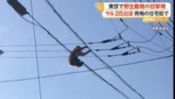 犬が吠えても動じず…サル2匹が電線を“お散歩”　港区でハクビシン、江東区ではアライグマも　都内で“野生動物”相次ぎ出没