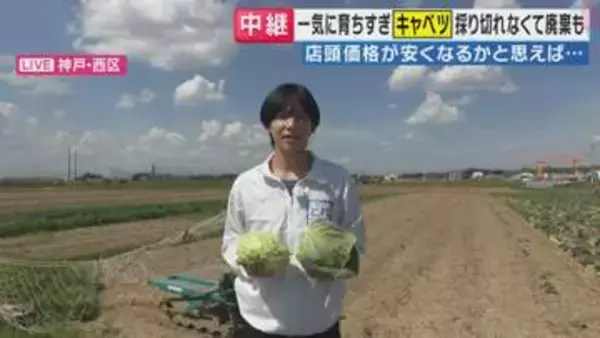 「今、春キャベツが取れすぎている」　大豊作もこれから価格が高騰する？　冬の温暖化が影響　一斉に収穫期を迎えた春キャベツ　農家「美味しい春キャベツいま食べて！」
