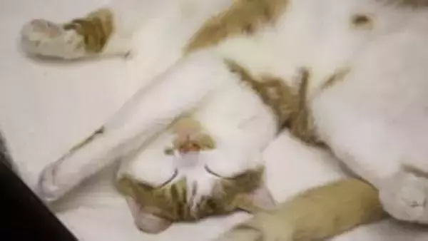 左側を下にして寝るのは防衛本能から！？“頭の高さ”と“足裏”でわかる猫の警戒度