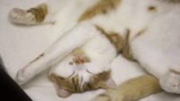 左側を下にして寝るのは防衛本能から！？“頭の高さ”と“足裏”でわかる猫の警戒度