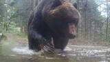 「【市街地をクマが疾走】高校の正門前には“大きなフン”も…北海道各地で巨大グマが 体重300キロ超でカメラをなぎ倒す姿も…冬眠前に畑でトウモロコシを大量に食べたか 人里に出没する可能性は」の画像1