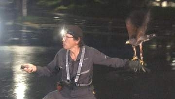 高圧洗浄機では追い付かず…アジア大会・競歩コース沿いの“カラスのフン対策” 寝床に戻る鳥たちをタカで撃退