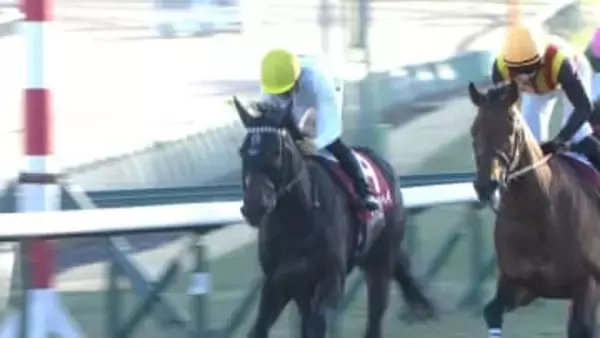 【アメリカジョッキークラブC・GⅡ(AJCC)＆プロキオンS・GⅡ】中山では、「最強4歳世代」ショウヘイが豪快アーチで重賞2勝目！そして、京都ではこれまで重賞全て2着だったロードクロンヌが悲願の頂点！