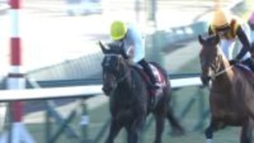 【アメリカジョッキークラブC・GⅡ(AJCC)＆プロキオンS・GⅡ】中山では、「最強4歳世代」ショウヘイが豪快アーチで重賞2勝目！そして、京都ではこれまで重賞全て2着だったロードクロンヌが悲願の頂点！