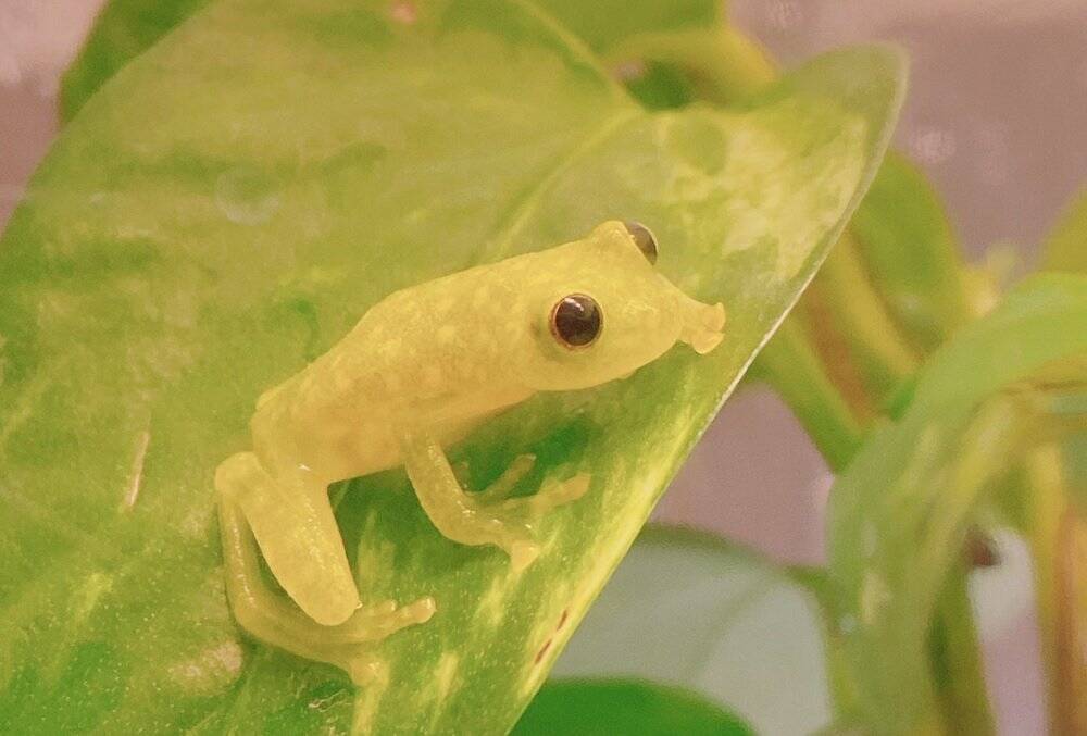 50 アマガエル 擬態 アマガエル 擬態 Masoutazcs